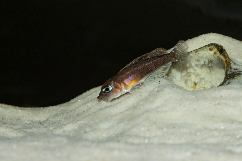 Lamprologus ornatipinnis 'Mwamgongo'